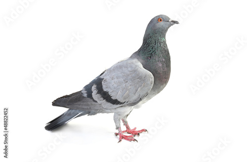 gray dove © fotomaster