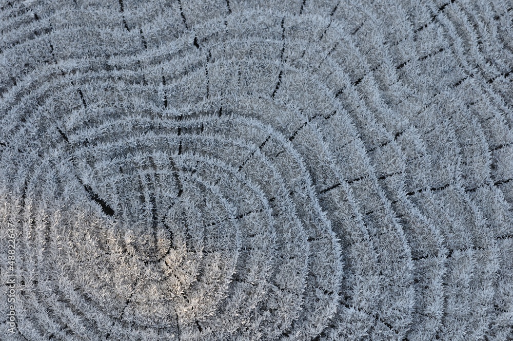 Fototapeta premium 朝霜