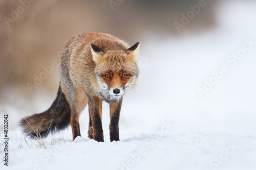 red fox in the snow
