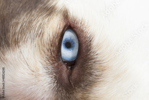 Staring Siberian Husky. Blue Eye.