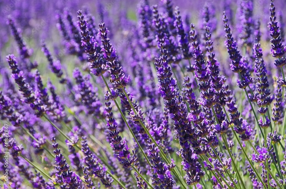 Obraz premium Lavendel - lavender 93