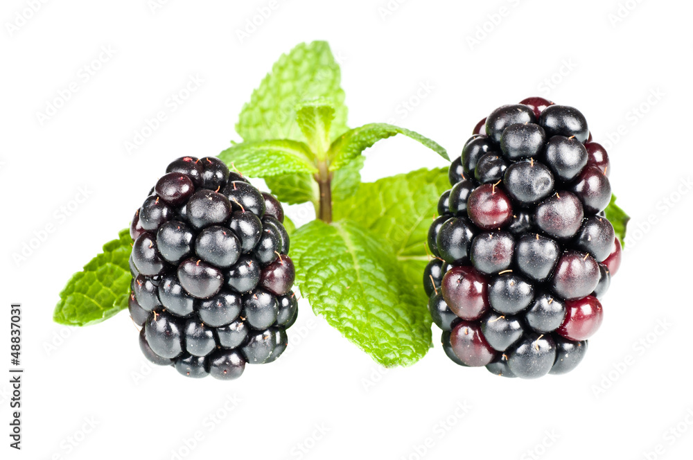 Blackberries over a white background Blackberries over a white background