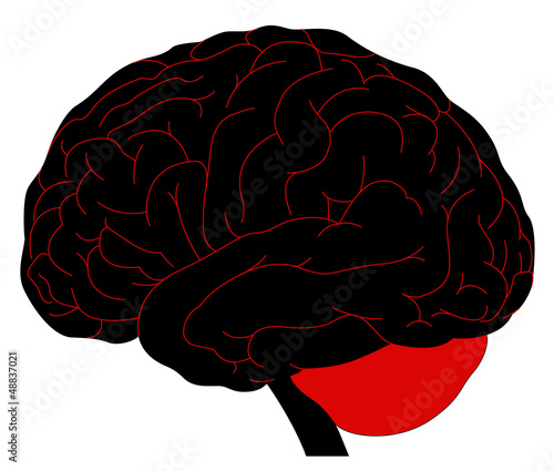 human brain model sketch