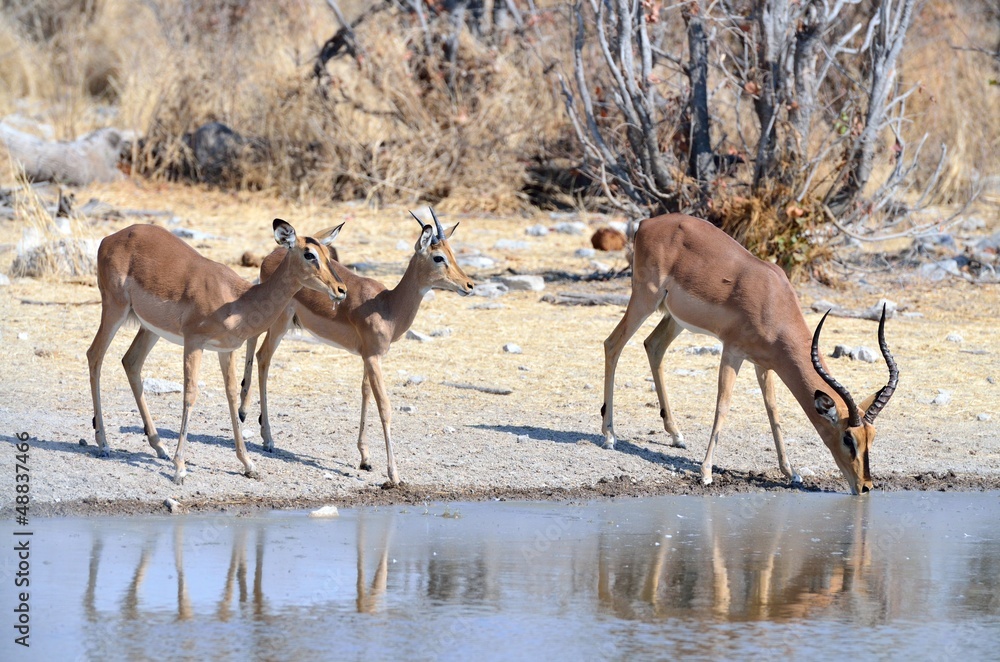 A family of black-faced impalas drinking at a watering hole A family of black-faced impalas drinking at a watering hole