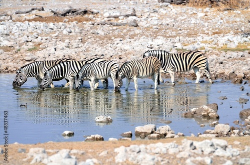 Burchell s zebras  Equus quagga burchellii  at a watering hole