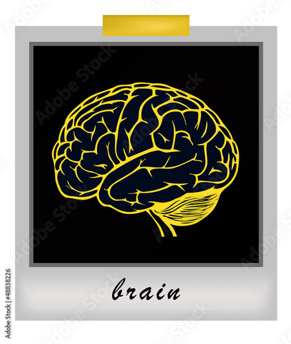 human brain