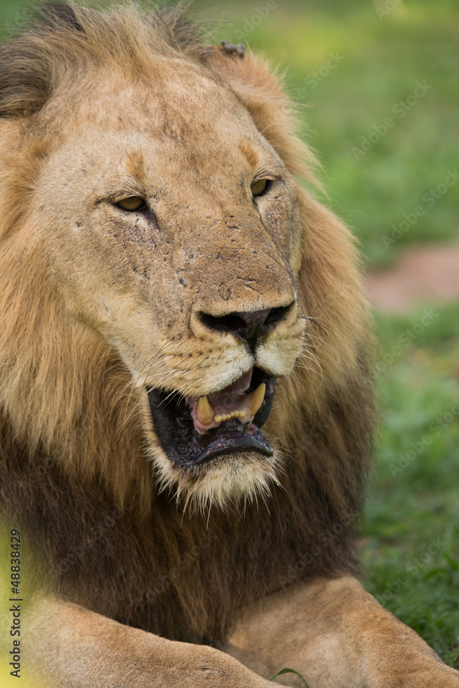 Lion portrait