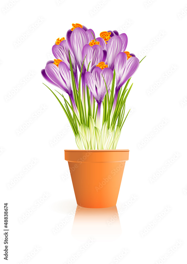 Spring Gardening. Crocuses flowers in pot on white background Spring Gardening. Crocuses flowers in pot on white background