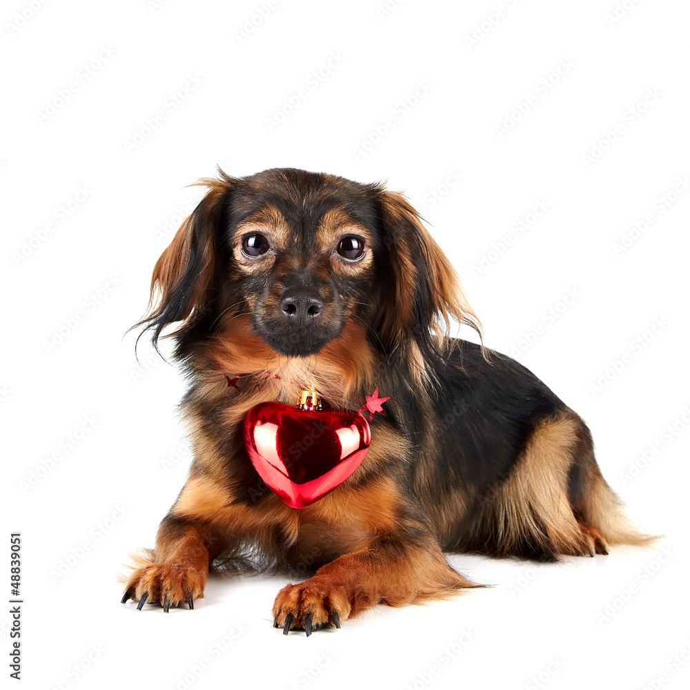 Decorative dog with red heart