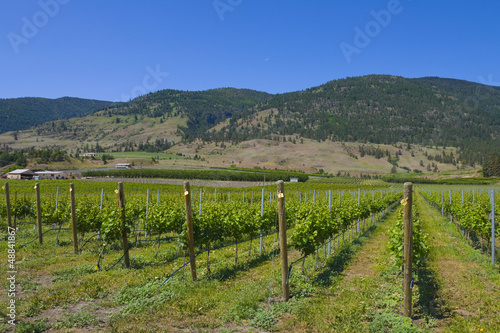 Vineyards and orchards. Osoyoos, B.C.