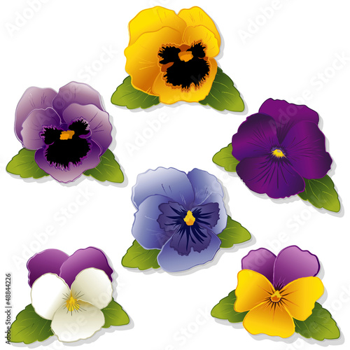 Fototapeta Naklejka Na Ścianę i Meble -  Pansies and Johnny Jump Ups (Violas) spring flowers, isolated.