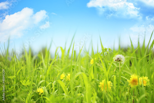 Summer meadow