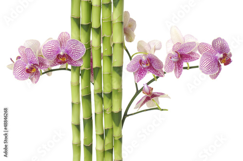 branch violet orchid and green bamboo on white