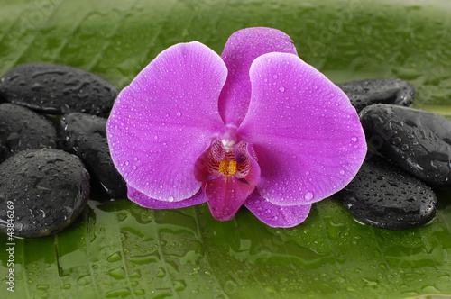 Red orchid and stones on banana leaf