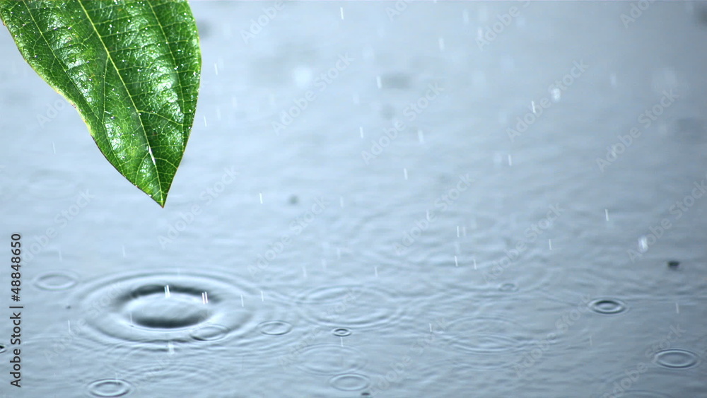 Raindrops on water and running off green leaf Raindrops on water and running off green leaf