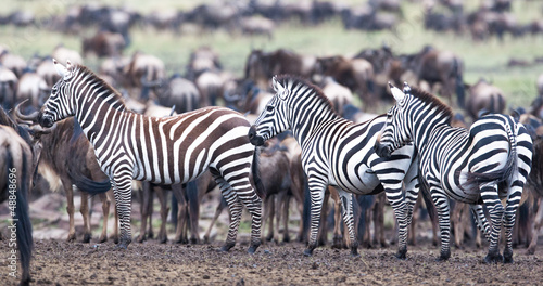 zebra on a pasture