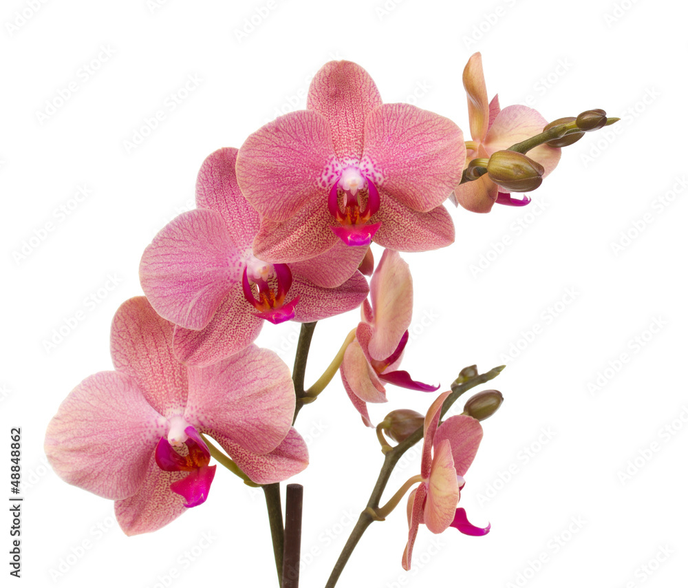 Fototapeta premium różowe kwiaty orchidei