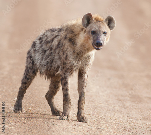 charming hyena