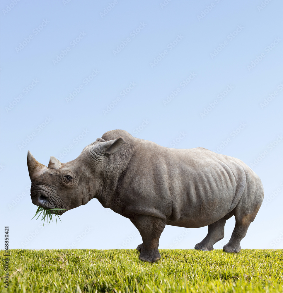 Obraz premium Rhino eats green grass