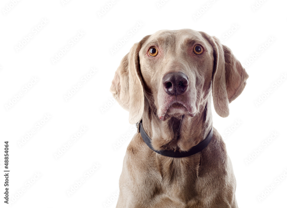 Dog isolated on white Dog isolated on white