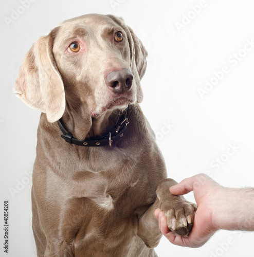 Dog gives a paw