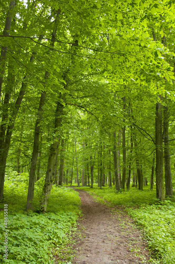 Fototapeta premium Trees