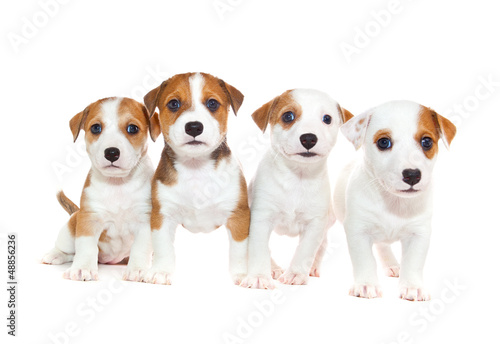 puppies 2 months old, sitting in front of white background