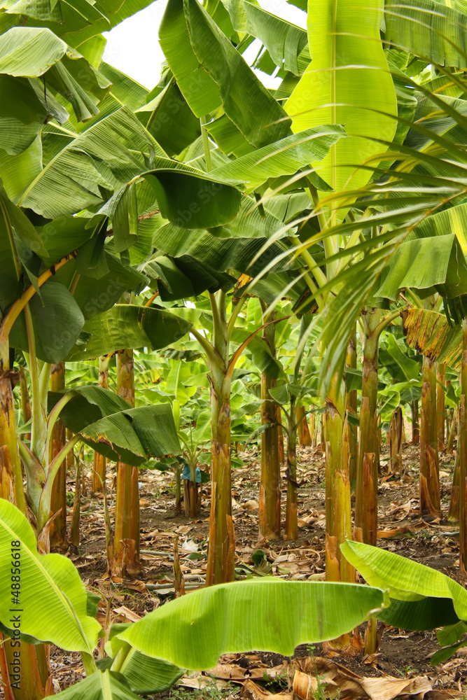 Obraz premium Banana monoculture
