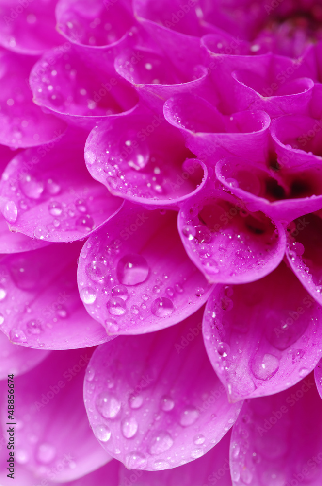 Fototapeta premium Abstract petals