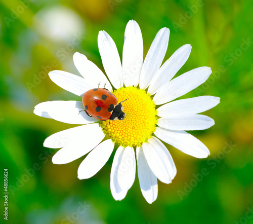 ladybug