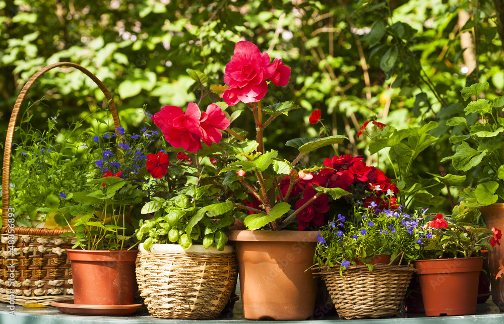 Summer flowers Summer flowers