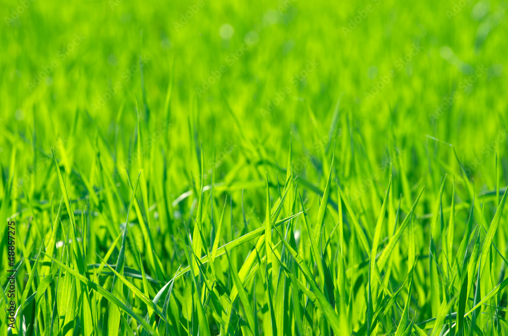grass grass