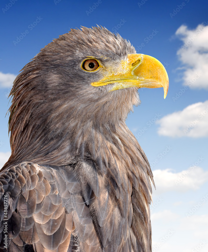 Fototapeta premium sea eagle