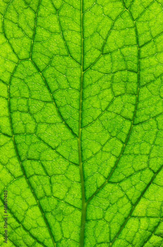 leaf