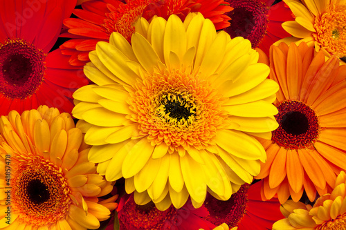 Bouquet of lilac, pink and yellow gerberas.