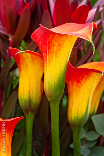 Beautiful red and yellow day lilies.