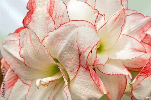 Beautiful bouquet of day lilys.