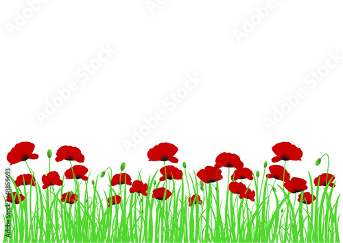 Frise coquelicots dans l'herbe