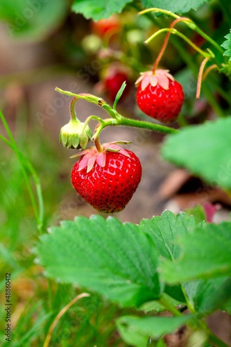 ripe strawberries in a garden