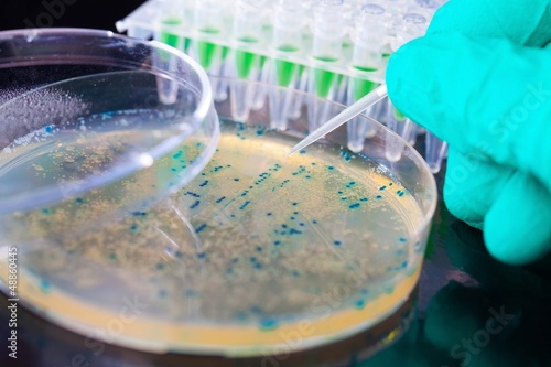Bacterial colony picking for DNA cloning photo