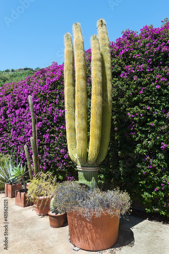 Large cactus in a pot on a background blooming bougainvillea