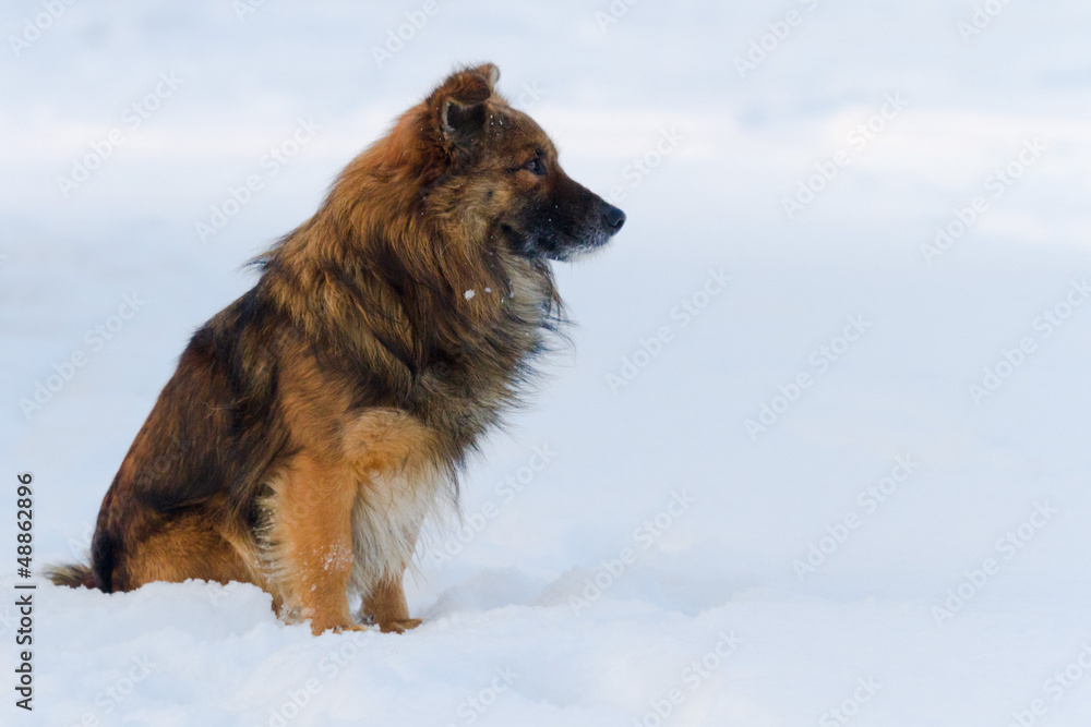 Naklejka premium funny dog