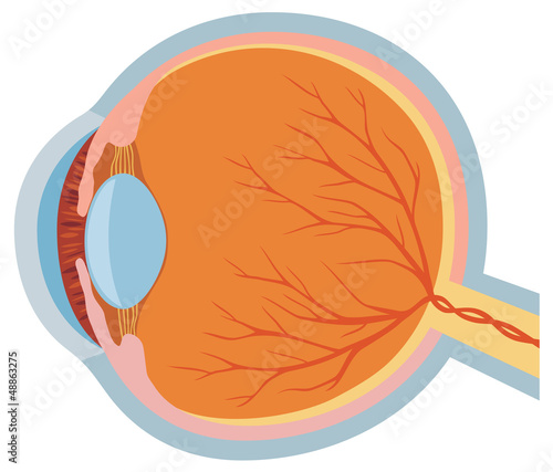 eye anatomy vector illustration