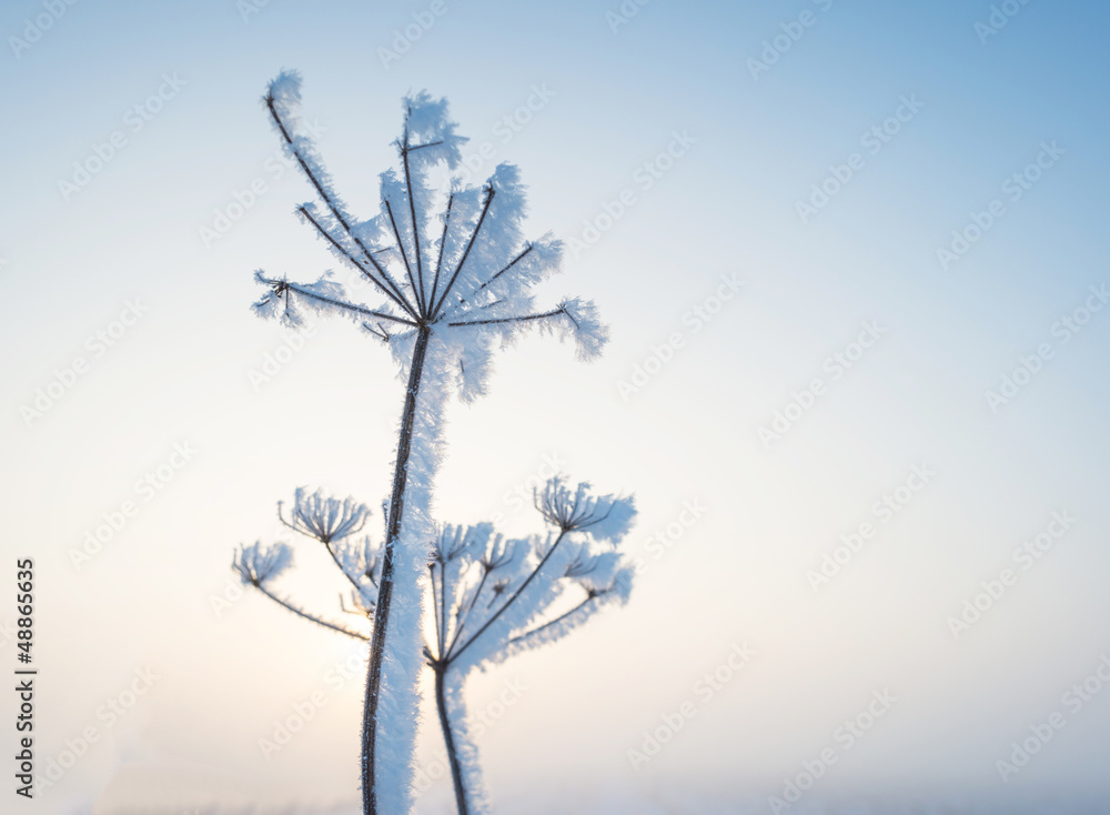Plant with hoarfrost at dawn