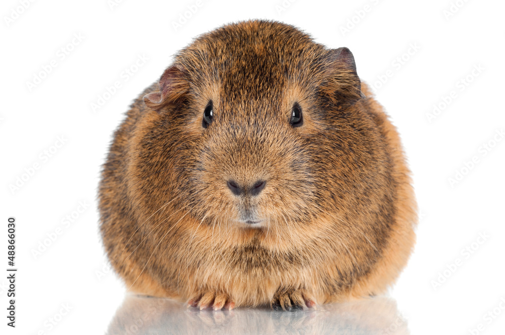 guinea pig close up portrait, isolated on white guinea pig close up portrait, isolated on white