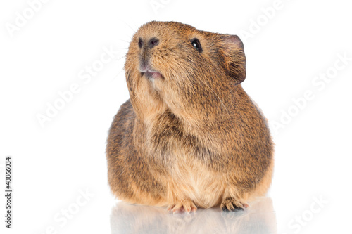 guinea pig close up isolated on white