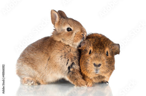 baby rabbit and a guinea pig