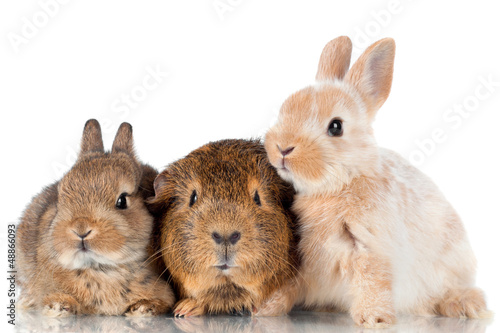 two baby rabbits and a guinea pig