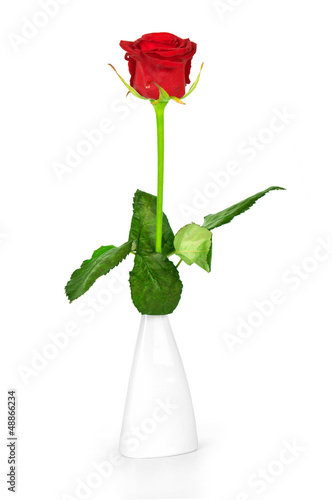 Red rose in a vase isolated on white background