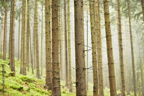 Forest in mystery fog  Czech Republic